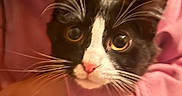 Simba joined the competition — help win amazing prizes! cat, black_and_white, whiskers, close_up, curious_eyes, pink_fabric, cozy, cute, pet, animal, feline, indoor, soft_texture, face, portrait, snug, domestic_cat, mammal, fur, young_cat