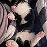 Simba joined the competition — help win amazing prizes! kitten, cat, sleeping, paw_pads, black_and_white, blanket, cozy, cute, fur, domestic_cat, pet, resting, whiskers, pink_nose, indoor, soft, relaxed, animal, tiny_paws, fur_pattern