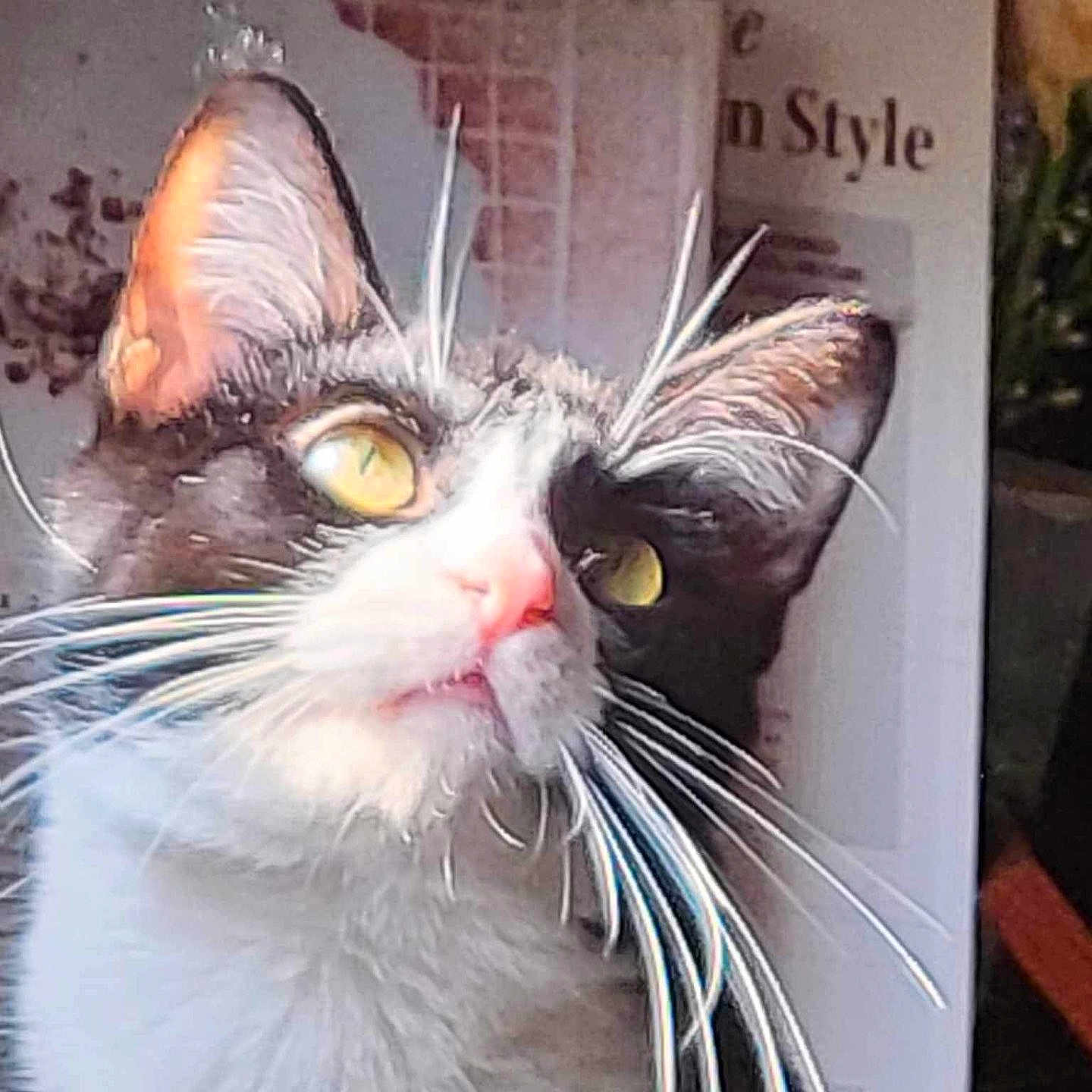 Simba joined the competition — help win amazing prizes! cat, close_up, black_and_white, yellow_eyes, whiskers, pet, animal, curious, indoor, feline, face, portrait, looking_up, fur, ears, nose, mouth, background, book, text
