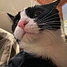 Simba is registered to the contest to win money with this photo: cat, black_and_white, close_up, whiskers, pink_nose, indoor, pet, feline, curious, animal, soft_light, blurred_background, face, fur, mammal, domestic_animal, portrait, alert, cute