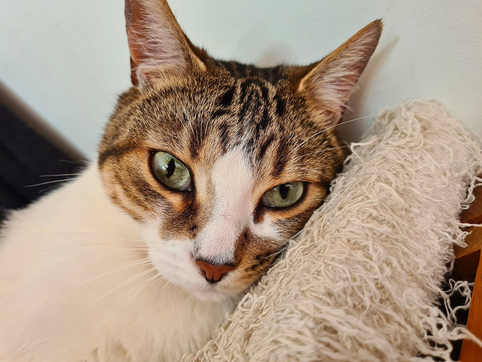 Patapouf a rejoint le concours — aidez-le/la à gagner de superbes lots ! carnivore, cat, domestic_short_haired_cat, eye, fawn, felidae, fur, grass, paw, small_to_medium_sized_cats, snout, terrestrial_animal, tree, whiskers