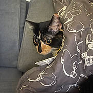 Gaza participe au concours pour gagner de l'argent avec cette photo : animal, blanket, calico_cat, cat, comfort, couch, cozy, curious, domestic_cat, ears, eyes, feline, fur, home, indoor, mammal, pet, relaxation, resting, soft