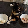 Gaza participe au concours pour gagner de l'argent avec cette photo : cat, calico_cat, kitchen_counter, bowl, boiled_egg, eggshells, water_bottle, paper_towel, tile_wall, black_countertop, pet, animal, domestic_cat, feline, indoor, resting, curious, food, breakfast, household