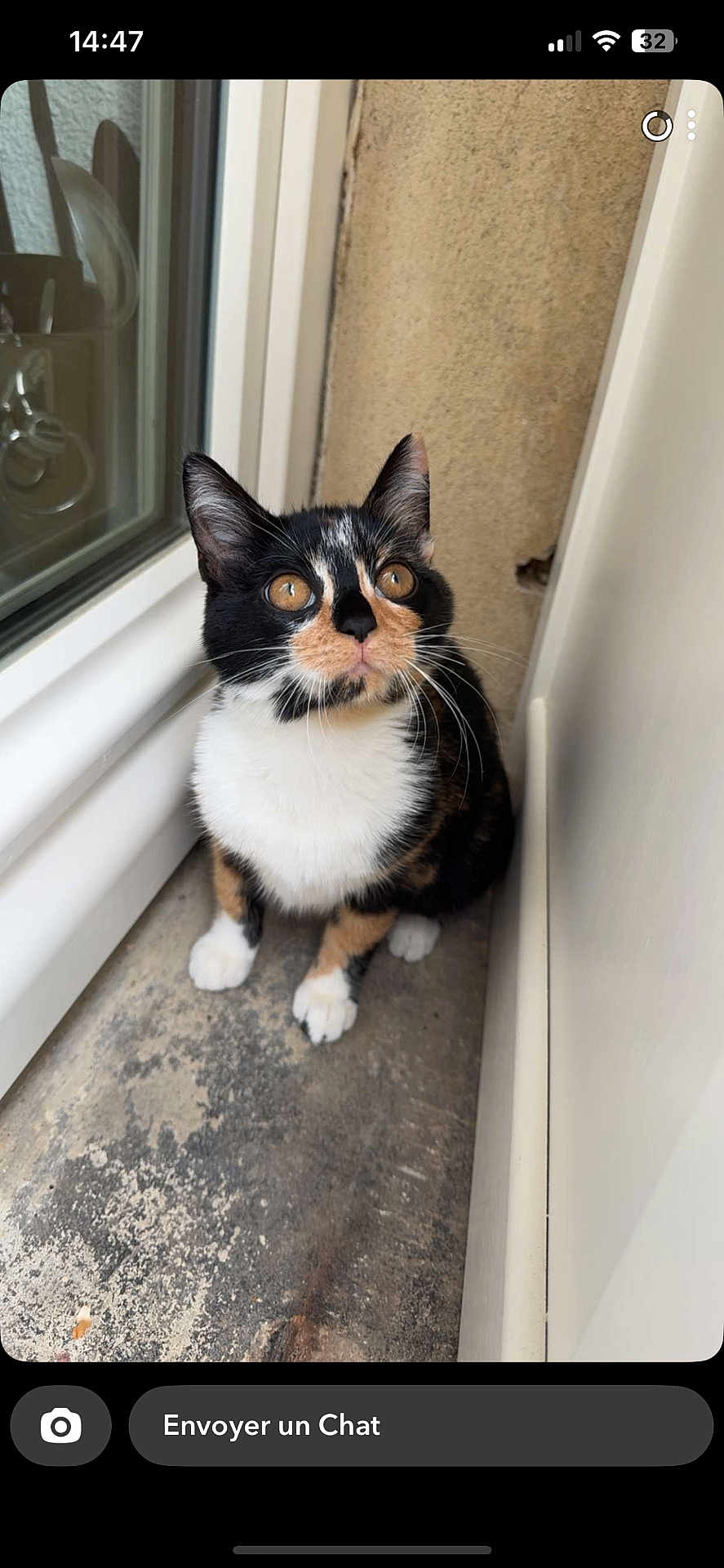 Gaza a rejoint le concours — aidez-le/la à gagner de superbes lots ! cat, calico, animal, pet, curious, sitting, amber_eyes, window, wall, concrete_floor, feline, fur_pattern, white_paws, alert, indoor, close_up, looking_up, cute, domestic_cat, young_cat