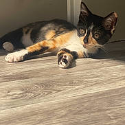 Gaza a rejoint le concours — aidez-le/la à gagner de superbes lots ! cat, kitten, calico, animal, pet, floor, wooden_floor, sunlight, indoor, paw, fur, whiskers, ears, relaxing, cute, domestic_cat, young, curious, laying_down, shadow