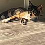 cat, kitten, calico, animal, pet, floor, wooden_floor, sunlight, indoor, paw, fur, whiskers, ears, relaxing, cute, domestic_cat, young, curious, laying_down, shadow
