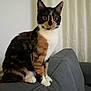 Gaza a rejoint le concours — aidez-le/la à gagner de superbes lots ! cat, calico_cat, indoor, couch, furniture, curtain, pet, animal, sitting, wide_eyes, curious, fur, whiskers, ears, paws, domestic_cat, household, cozy, relaxed, portrait