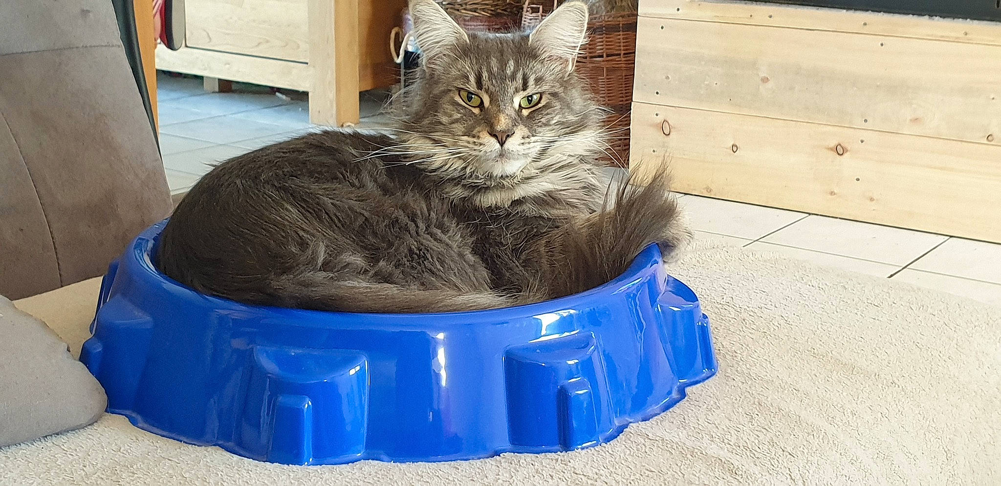 Marvel a rejoint le concours — aidez-le/la à gagner de superbes lots ! animal_shelter, basket, box, cardboard, carnivore, cat, cat_furniture, cat_supply, domestic_short_haired_cat, electric_blue, felidae, fur, pet_supply, shipping_box, small_to_medium_sized_cats, snout, tail, whiskers, window, wood