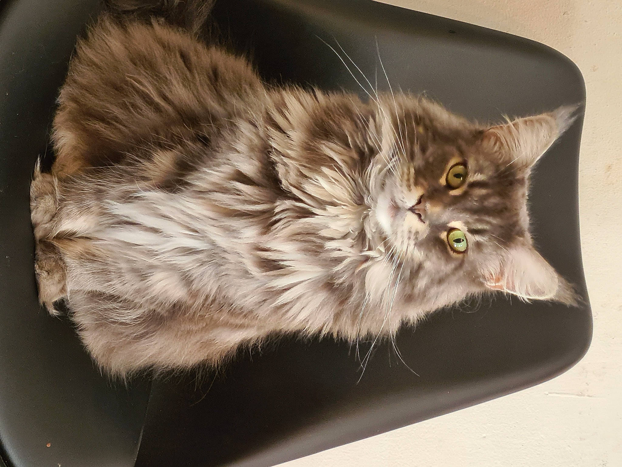 Marvel a rejoint le concours — aidez-le/la à gagner de superbes lots ! british_longhair, carnivore, cat, claw, domestic_short_haired_cat, felidae, fur, paw, small_to_medium_sized_cats, snout, tail, terrestrial_animal, whiskers