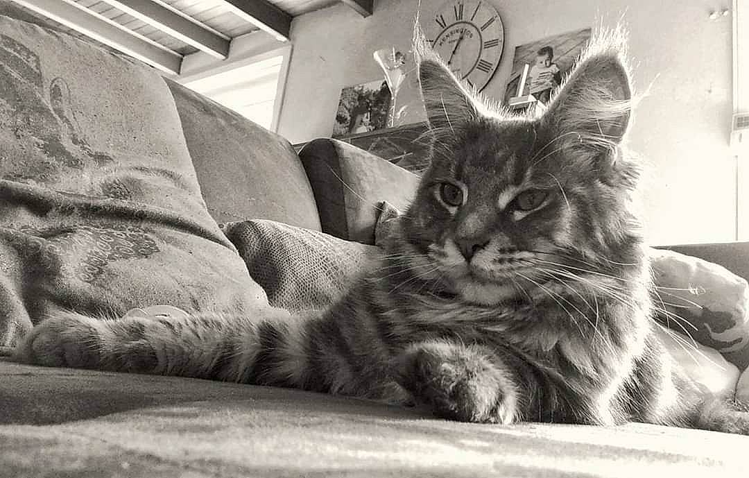 Marvel a rejoint le concours — aidez-le/la à gagner de superbes lots ! black_and_white, carnivore, cat, claw, comfort, couch, domestic_short_haired_cat, felidae, fur, grey, monochrome, monochrome_photography, paw, sitting, small_to_medium_sized_cats, snout, stock_photography, style, tail, whiskers