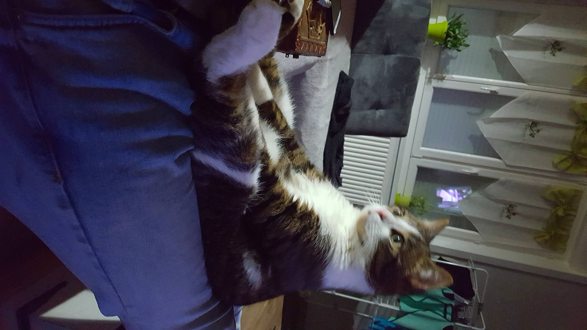 Fury participe au concours pour gagner de l'argent avec cette photo : canidae, carnivore, cat, claw, companion_dog, dog_breed, domestic_short_haired_cat, felidae, fur, human_leg, machine, plant, room, small_to_medium_sized_cats, sporting_group, tail, whiskers