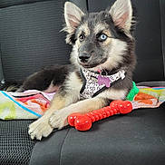 Akina participe au concours pour gagner de l'argent avec cette photo : puppy, dog, car_seat, harness, toy, towel, heterochromia, black_fur, white_fur, tan_fur, relaxed, indoor, pet, animal, cute, young_dog, seat, resting, collar, playful