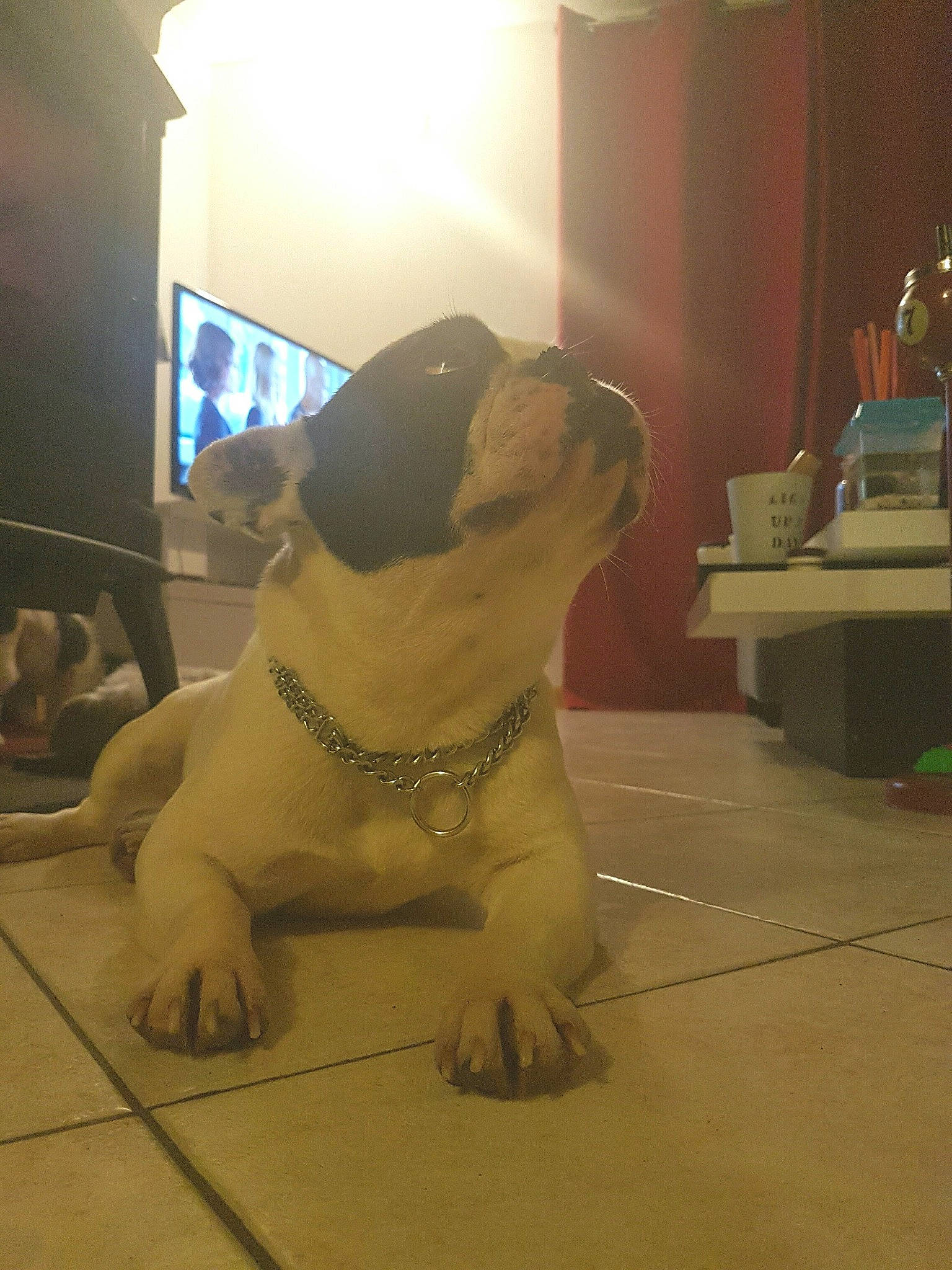 Lilou participe au concours pour gagner de l'argent avec cette photo : american_bulldog, american_pit_bull_terrier, bulldog, canidae, carnivore, dog, dog_breed, fawn, floor, non_sporting_group, pit_bull, pug, snout, sporting_group