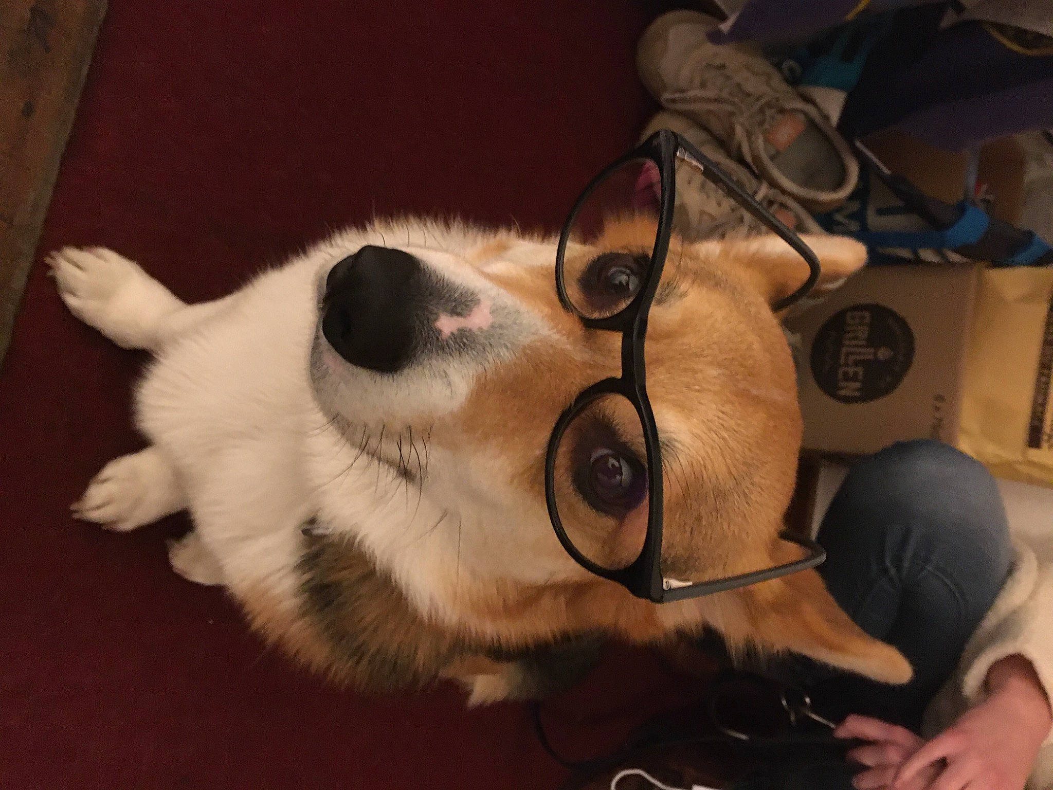 Odin a rejoint le concours — aidez-le/la à gagner de superbes lots ! canidae, carnivore, companion_dog, dog, dog_breed, ear, eyewear, fawn, fur, hat, jaw, non_sporting_group, snout, sporting_group, vision_care, whiskers