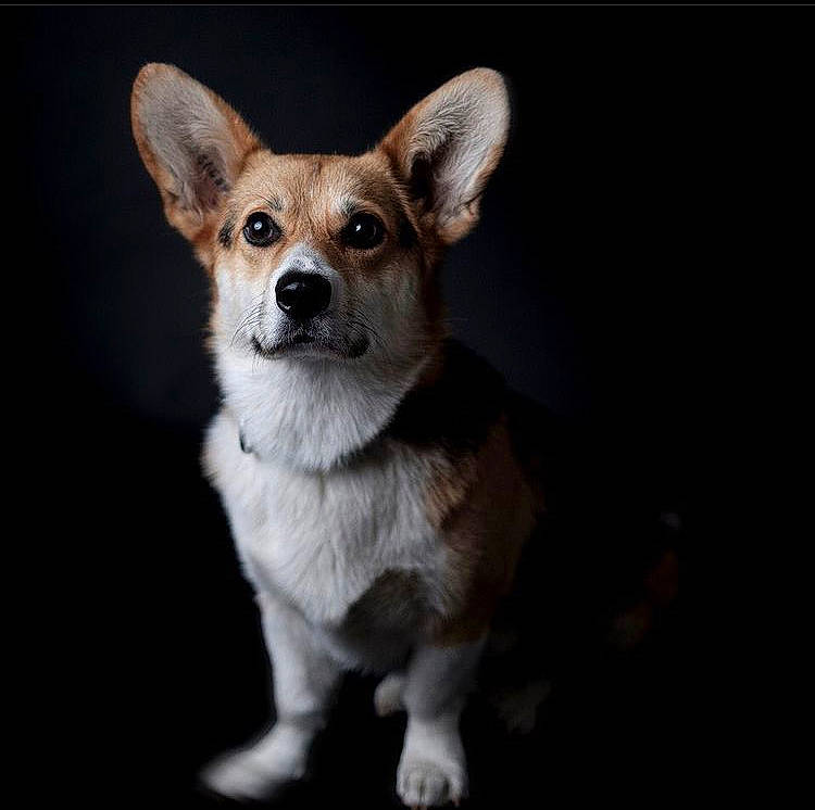 Odin participe au concours pour gagner de l'argent avec cette photo : ancient_dog_breeds, canidae, carnivore, chihuahua, companion_dog, corgi_chihuahua, darkness, dog, dog_breed, fawn, fur, puppy, snout, sporting_group, tail, terrestrial_animal, toy_dog, whiskers, wildlife, working_animal