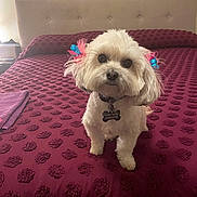 Bella joined the competition — help win amazing prizes! dog, white_dog, bed, bedroom, bow, pet, small_dog, fur, cute, indoor, decor, textured_bedspread, purple_towel, collar, tag, portrait, looking_up, cozy, home, animal