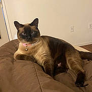Coco is registered to the contest to win money with this photo: cat, siamese_cat, pet, indoor, animal, feline, collar, bell, brown_blanket, relaxed, resting, fur, whiskers, ears, eyes, paw, tail, cozy, home, comfort