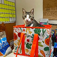 Laura Rodriguez is registered to the contest to win money with this photo: cat, tabby_cat, shopping_bag, orange_handles, table, calendar, sticky_notes, kitchen, indoor, household_items, chair, pen_holder, scissors, food_package, wall_art, curious, pet, feline, domestic_cat, colorful