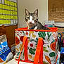cat, tabby_cat, shopping_bag, orange_handles, table, calendar, sticky_notes, kitchen, indoor, household_items, chair, pen_holder, scissors, food_package, wall_art, curious, pet, feline, domestic_cat, colorful