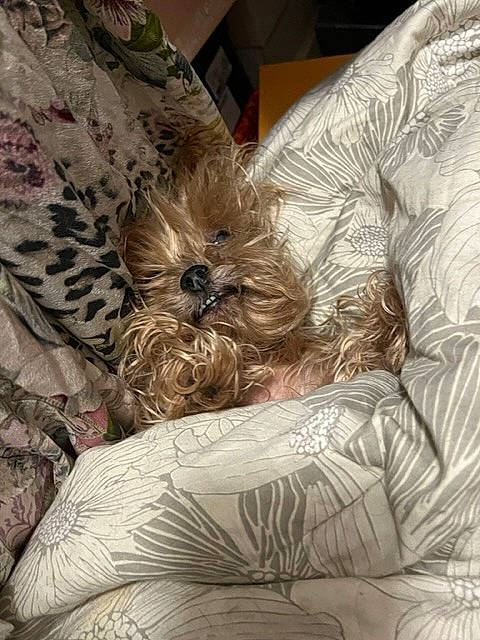 Chloe is registered to the contest to win money with this photo: bedding, canidae, carnivore, comfort, companion_dog, dog, dog_breed, fur, linens, liver, nap, non_sporting_group, pattern, puppy, sleep, small_terrier, sporting_group, terrier, toy_dog, wrinkle