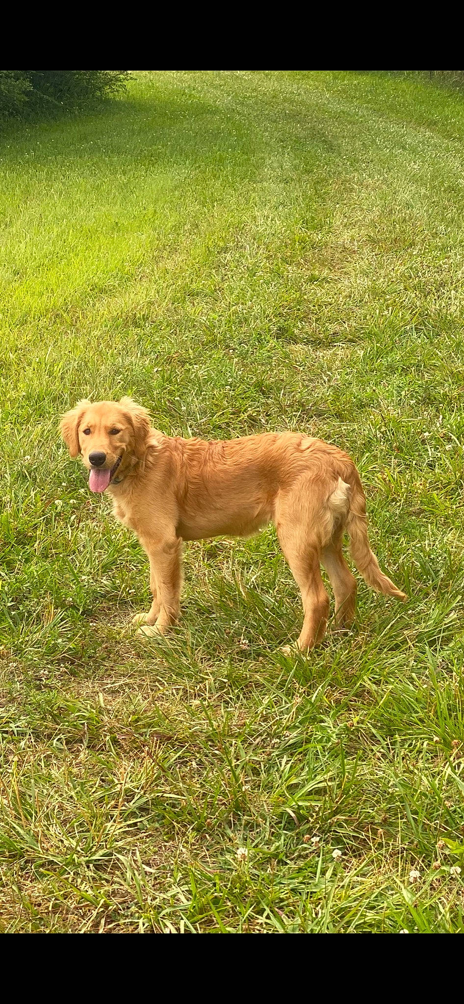 Marley Jo is registered to the contest to win money with this photo: canidae, carnivore, dog, dog_breed, fawn, golden_retriever, liver, mammal, nova_scotia_duck_tolling_retriever, retriever, sporting_group, vertebrate