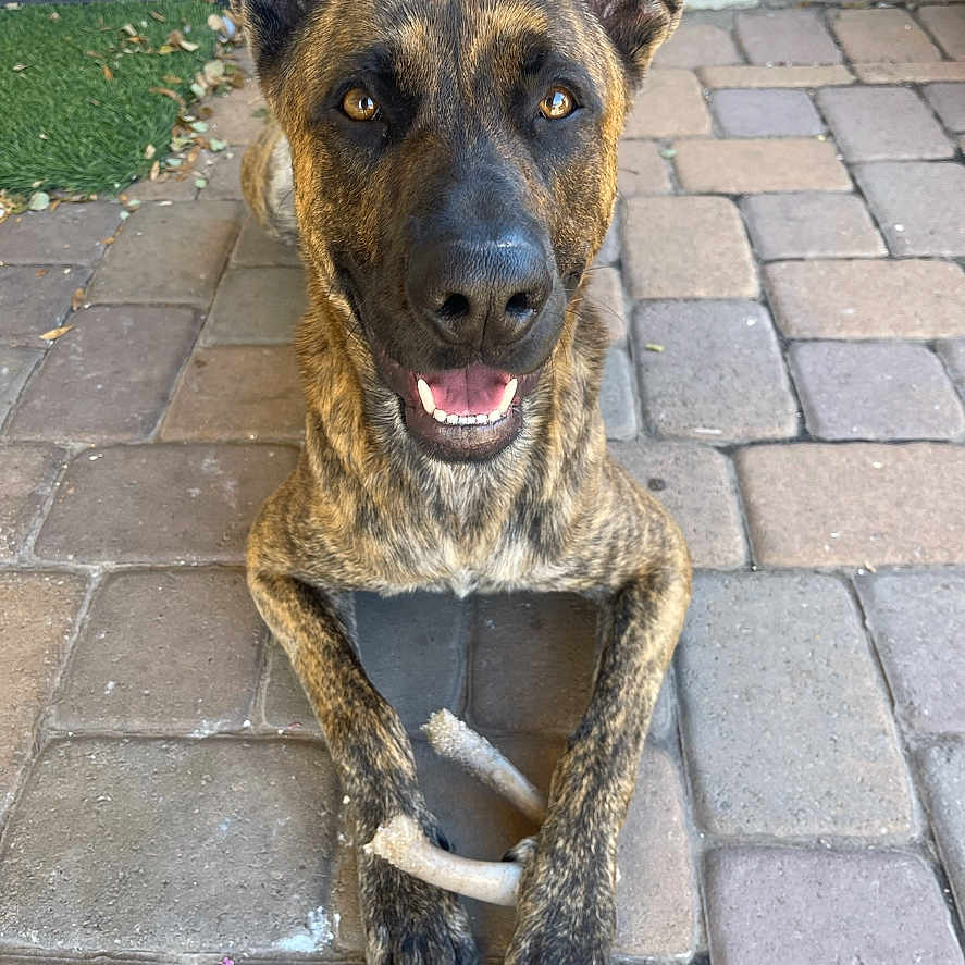 Ozzy joined the competition — help win amazing prizes! accessories, animal, brick, bulldog, canine, cobblestone, dog, flagstone, germanshepherd, greatdane, hound, path, pet, puppy, road, sidewalk, slate, snout, strap, walkway