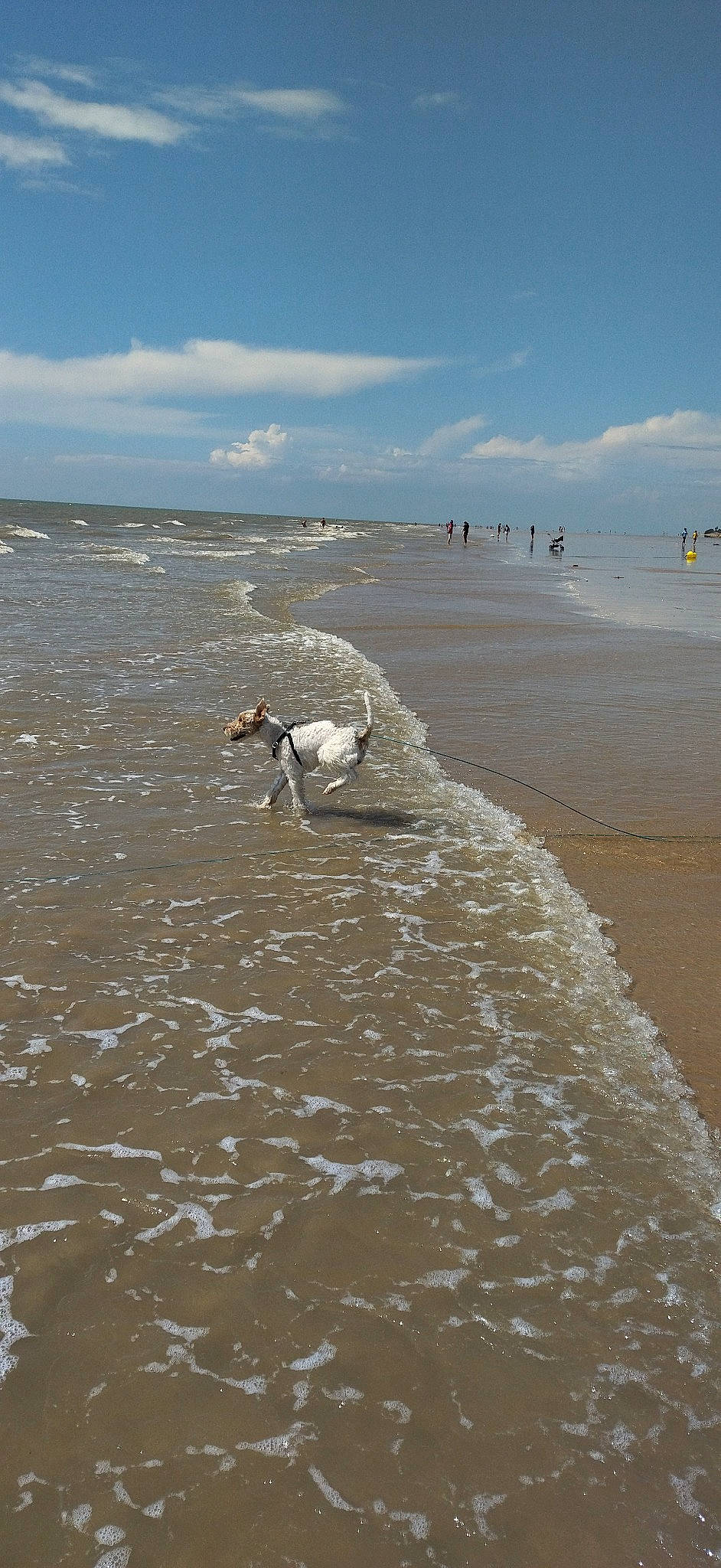 Scotty a rejoint le concours — aidez-le/la à gagner de superbes lots ! beach, calm, cloud, coast, coastal_and_oceanic_landforms, fun, horizon, landscape, ocean, recreation, sand, shore, sky, sporting_group, tide, water, wave, wind, wind_wave, wood