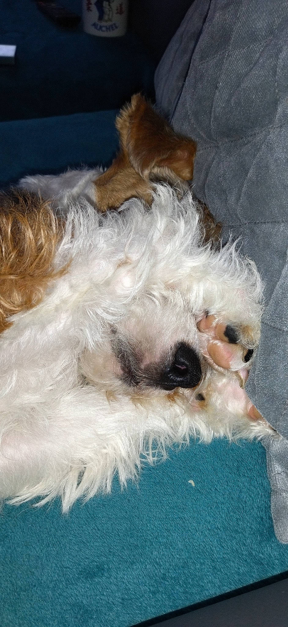 Scotty a rejoint le concours — aidez-le/la à gagner de superbes lots ! carnivore, companion_dog, dog, dog_breed, dog_clothes, dog_collar, dog_supply, eye, fawn, fur, goggles, head, small_terrier, snout, sporting_group, sunglasses, terrier, toy_dog, whiskers, working_animal