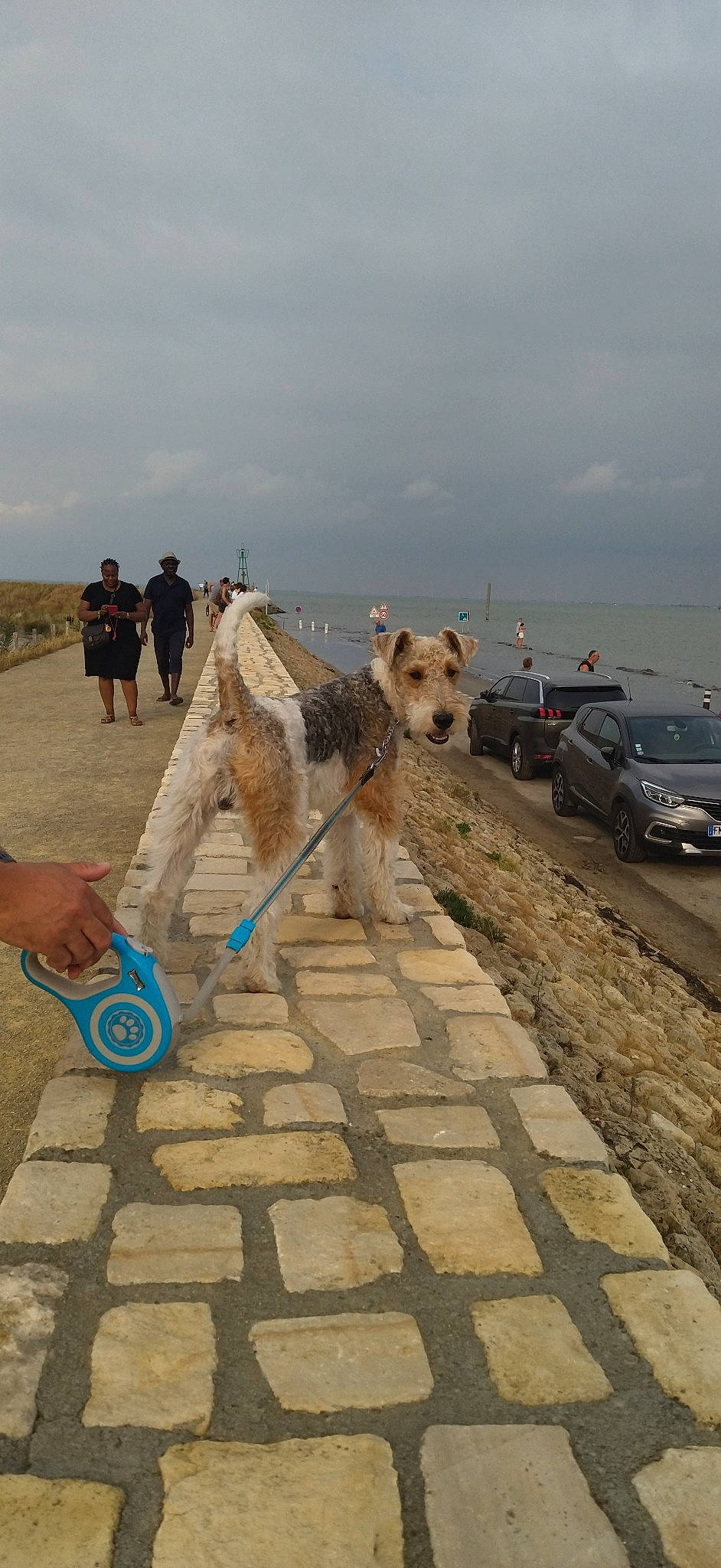 Scotty a rejoint le concours — aidez-le/la à gagner de superbes lots ! asphalt, car, carnivore, cloud, companion_dog, dog, dog_breed, family_car, flooring, fun, landscape, road, road_surface, sidewalk, sky, soil, tire, vehicle, water, wheel