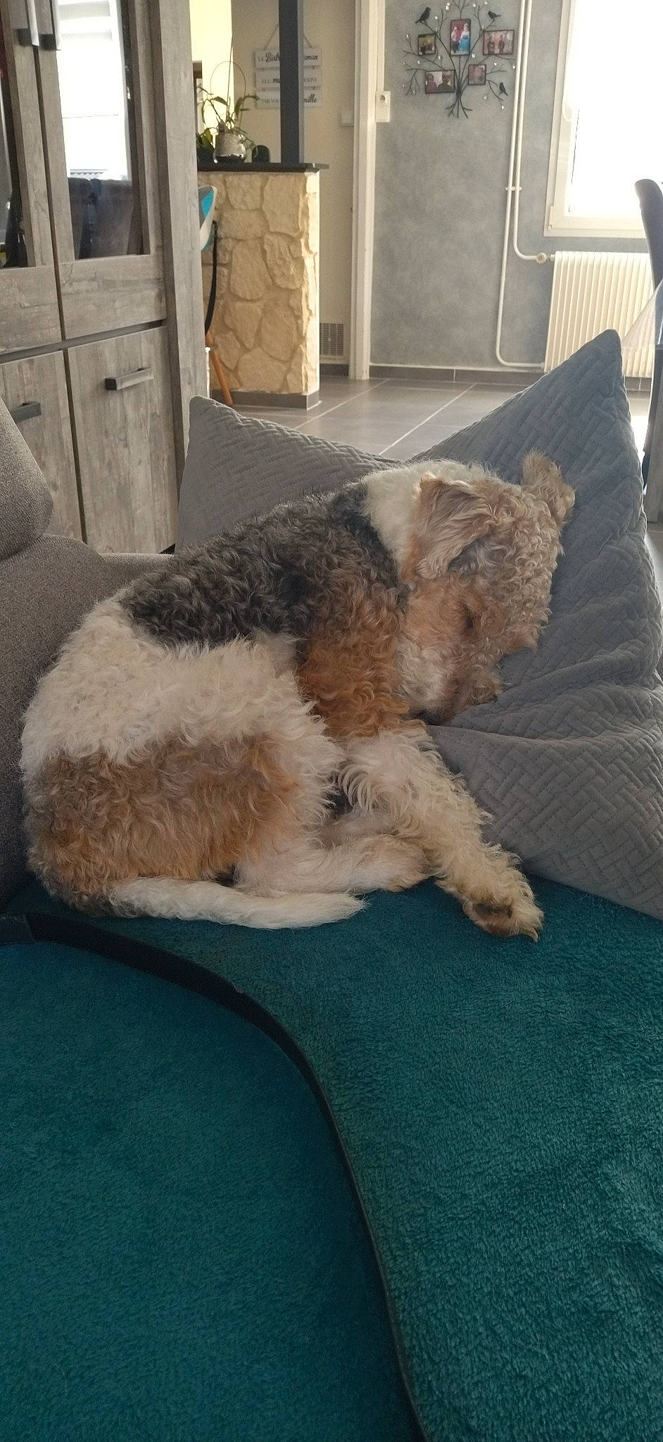 Scotty a rejoint le concours — aidez-le/la à gagner de superbes lots ! canidae, carnivore, comfort, companion_dog, dog, dog_breed, fawn, flooring, fur, nap, non_sporting_group, room, snout, sporting_group, tail, terrestrial_animal, terrier, water_dog