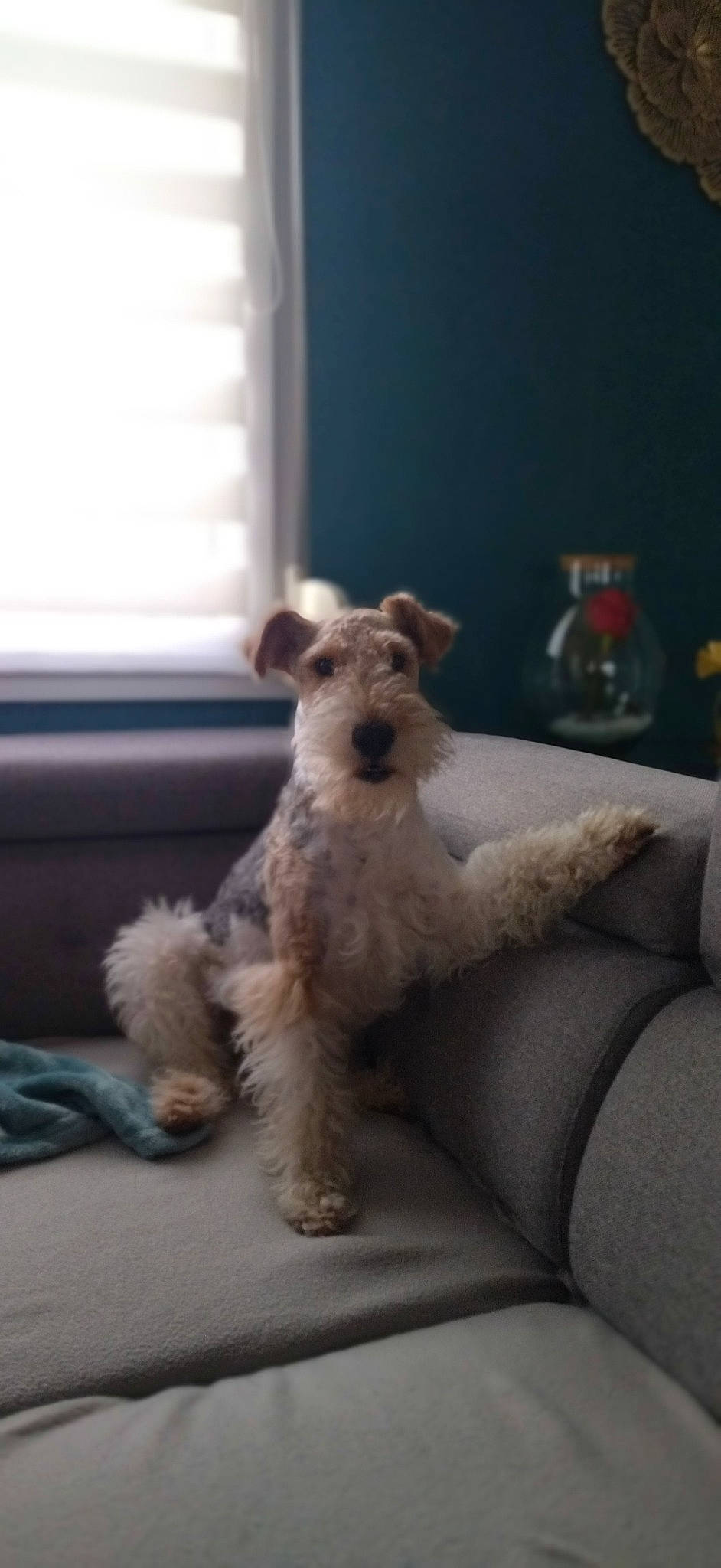 Scotty participe au concours pour gagner de l'argent avec cette photo : canidae, carnivore, comfort, companion_dog, couch, curtain, dog, dog_breed, fawn, fur, lakeland_terrier, non_sporting_group, small_terrier, snout, sporting_group, tail, terrier, window, wood, working_animal