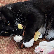 Ichabod joined the competition — help win amazing prizes! cat, tuxedo_cat, black_and_white, fluffy, long_hair, whiskers, eyes, paws, toe_beans, stuffed_toy, plush_toy, playful, lying_down, indoor, rug, carpet, close_up, pet, cute, funny