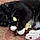 Ichabod