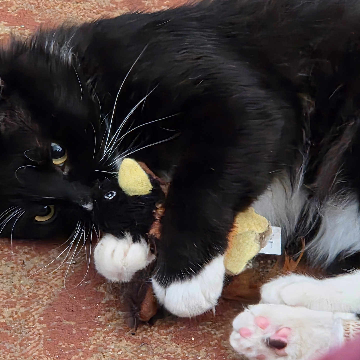 Ichabod joined the competition — help win amazing prizes! cat, tuxedo_cat, black_and_white, fluffy, long_hair, whiskers, eyes, paws, toe_beans, stuffed_toy, plush_toy, playful, lying_down, indoor, rug, carpet, close_up, pet, cute, funny