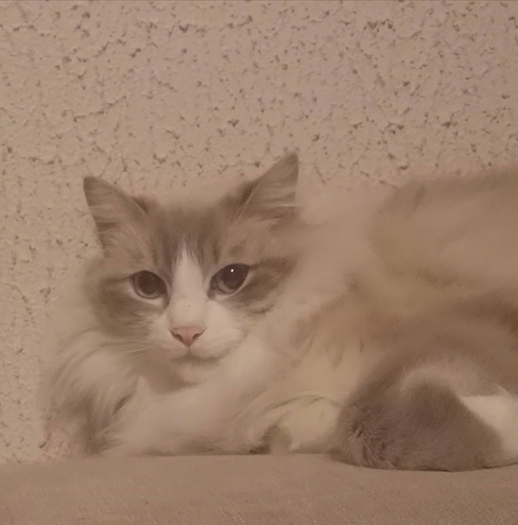 Jive a rejoint le concours — aidez-le/la à gagner de superbes lots ! aegean_cat, asian_semi_longhair, british_longhair, british_semi_longhair, burmilla, carnivore, cat, domestic_long_haired_cat, eye, felidae, fur, kitten, mammal, norwegian_forest_cat, persian, ragamuffin, ragdoll, siberian, small_to_medium_sized_cats, whiskers