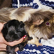 Elvis participe au concours pour gagner de l'argent avec cette photo :