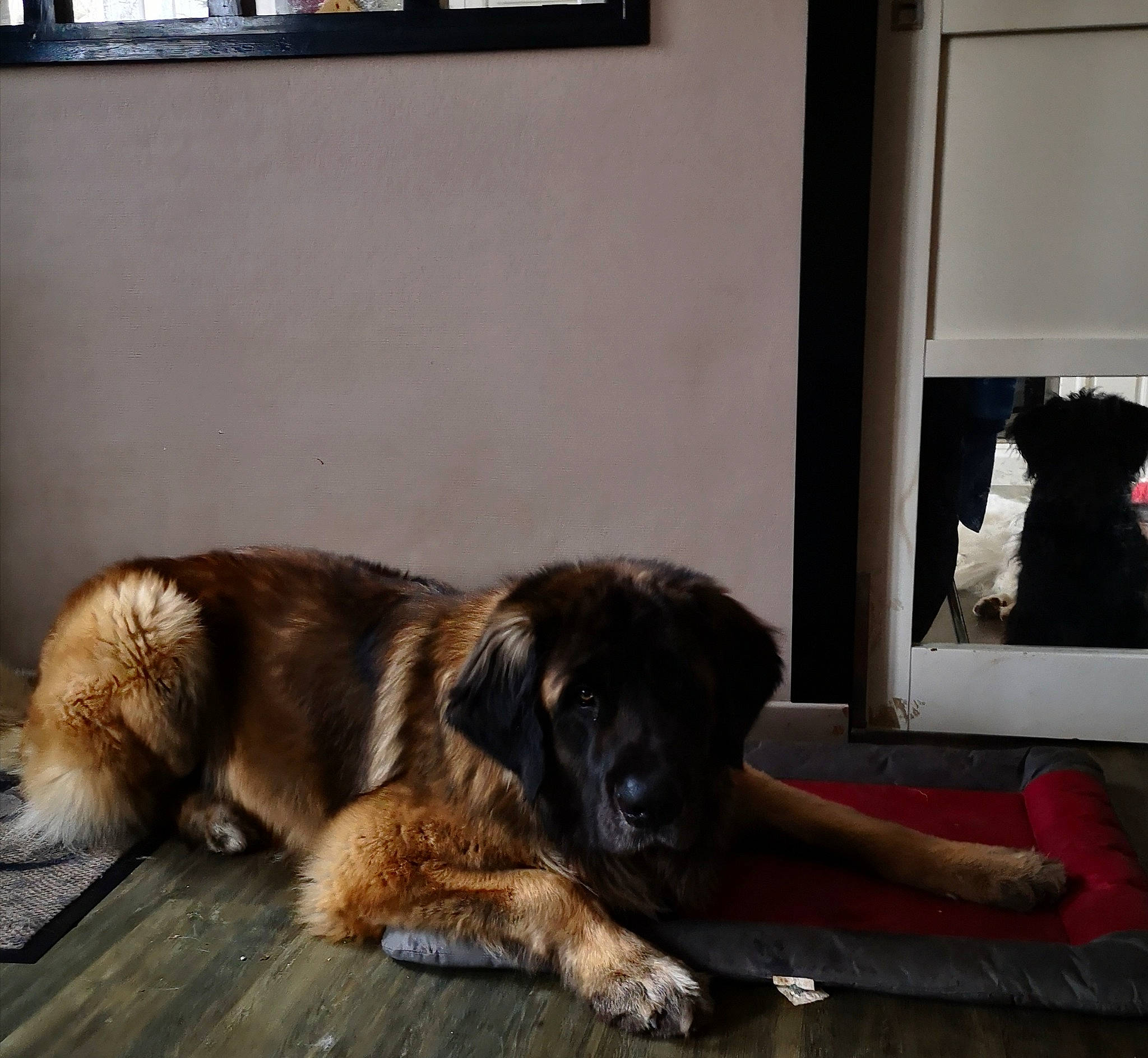 Octave Ello No Rebat participe au concours pour gagner de l'argent avec cette photo : canidae, carnivore, caucasian_shepherd_dog, companion_dog, dog, dog_breed, estrela_mountain_dog, giant_dog_breed, leonberger, mammal, sarplaninac, snout, sporting_group, vertebrate