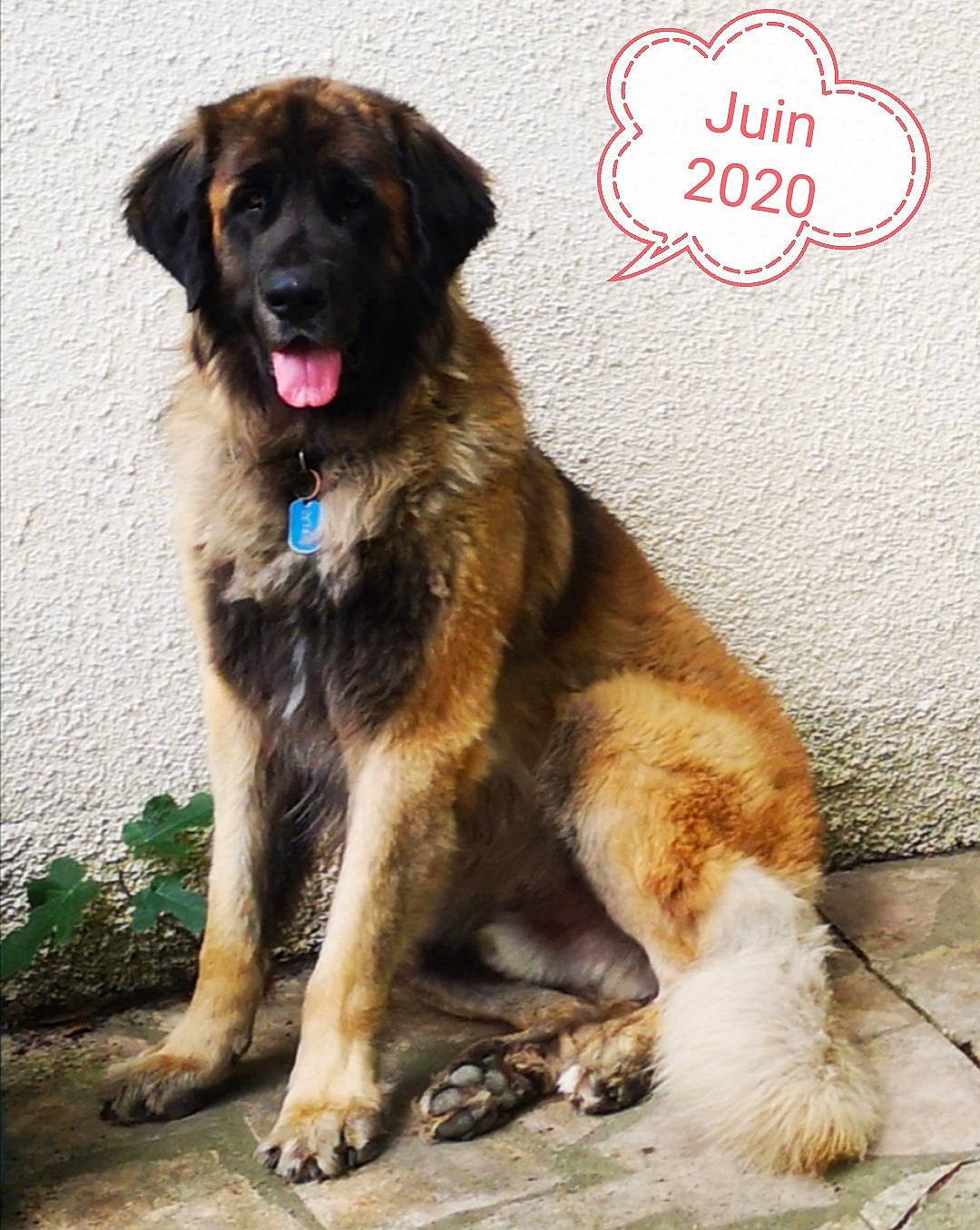 Octave Ello No Rebat a rejoint le concours — aidez-le/la à gagner de superbes lots ! ancient_dog_breeds, bakharwal_dog, canidae, carnivore, carpathian_shepherd_dog, companion_dog, dog, dog_breed, estrela_mountain_dog, fawn, giant_dog_breed, leonberger, mammal, moscow_watchdog, rafeiro_do_alentejo, rare_breed_dog, sarplaninac, sporting_group, vertebrate, working_dog