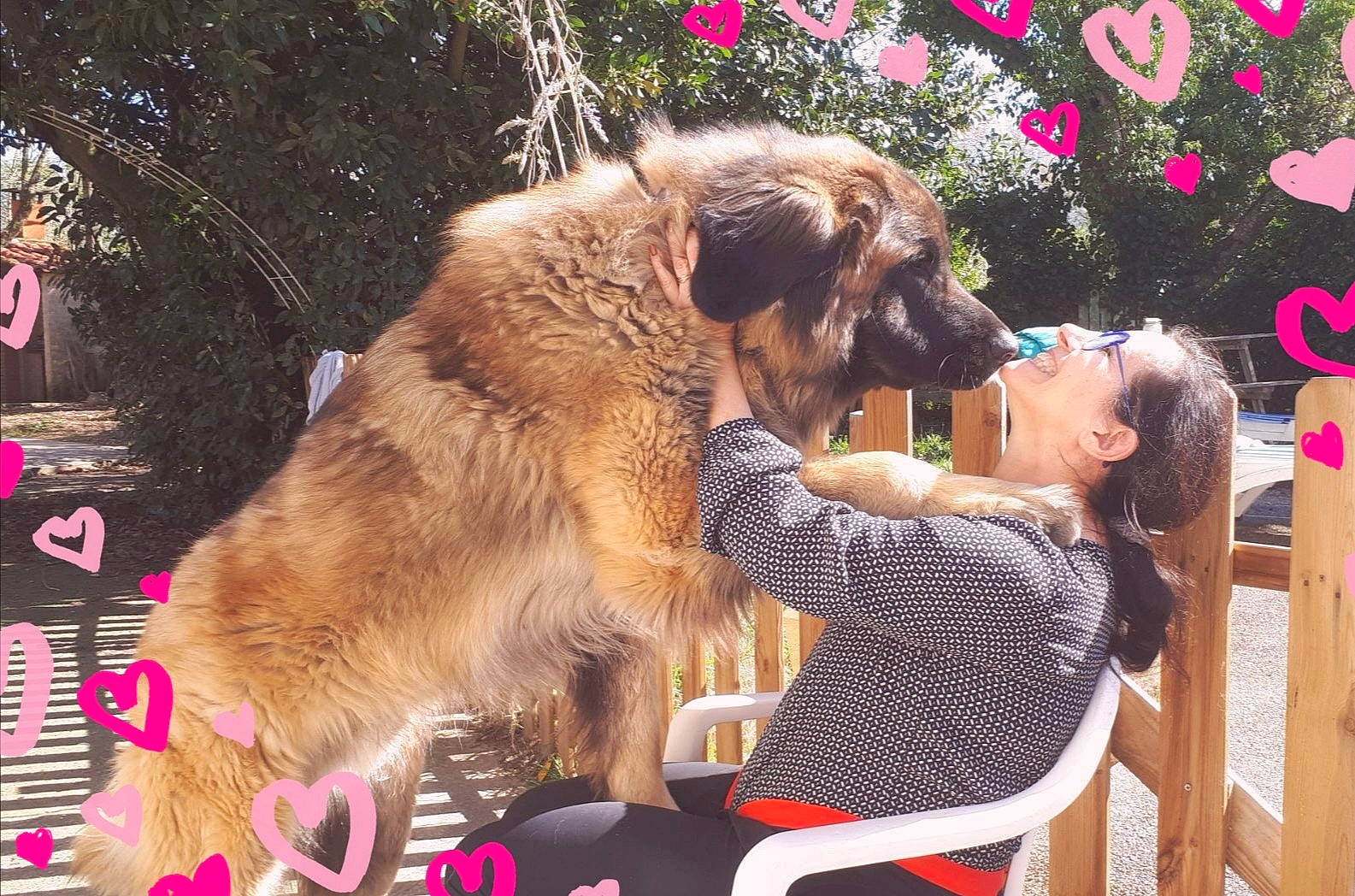 Octave Ello No Rebat a rejoint le concours — aidez-le/la à gagner de superbes lots ! canidae, carnivore, caucasian_shepherd_dog, dog, dog_breed, estrela_mountain_dog, fawn, giant_dog_breed, leonberger, mammal, puppy_love, sporting_group, vertebrate, working_dog