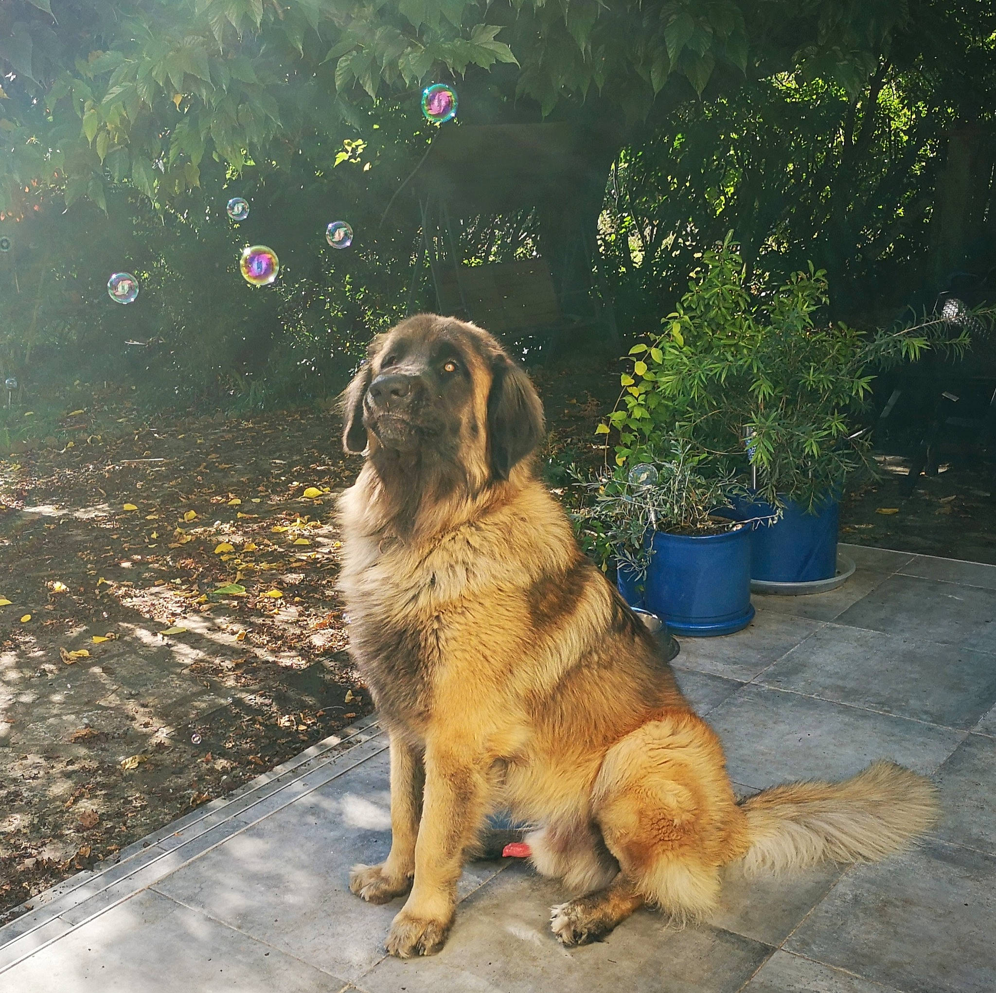 Octave Ello No Rebat participe au concours pour gagner de l'argent avec cette photo : canidae, carnivore, carpathian_shepherd_dog, dog, dog_breed, estrela_mountain_dog, fawn, gaddi_kutta, giant_dog_breed, leonberger, mammal, sarplaninac, sporting_group, vertebrate, working_dog