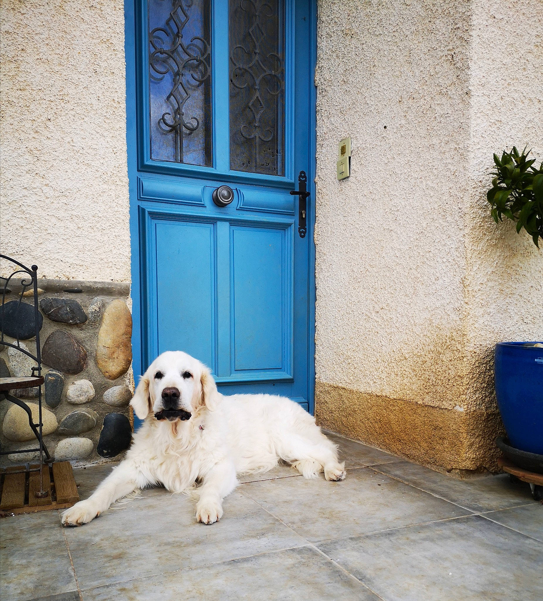 Belly dance participe au concours pour gagner de l'argent avec cette photo : canidae, carnivore, companion_dog, dog, dog_breed, door, floor, golden_retriever, home, house, labrador_retriever, livestock_guardian_dog, mammal, retriever, sporting_group, vertebrate, wall, white, window, yellow
