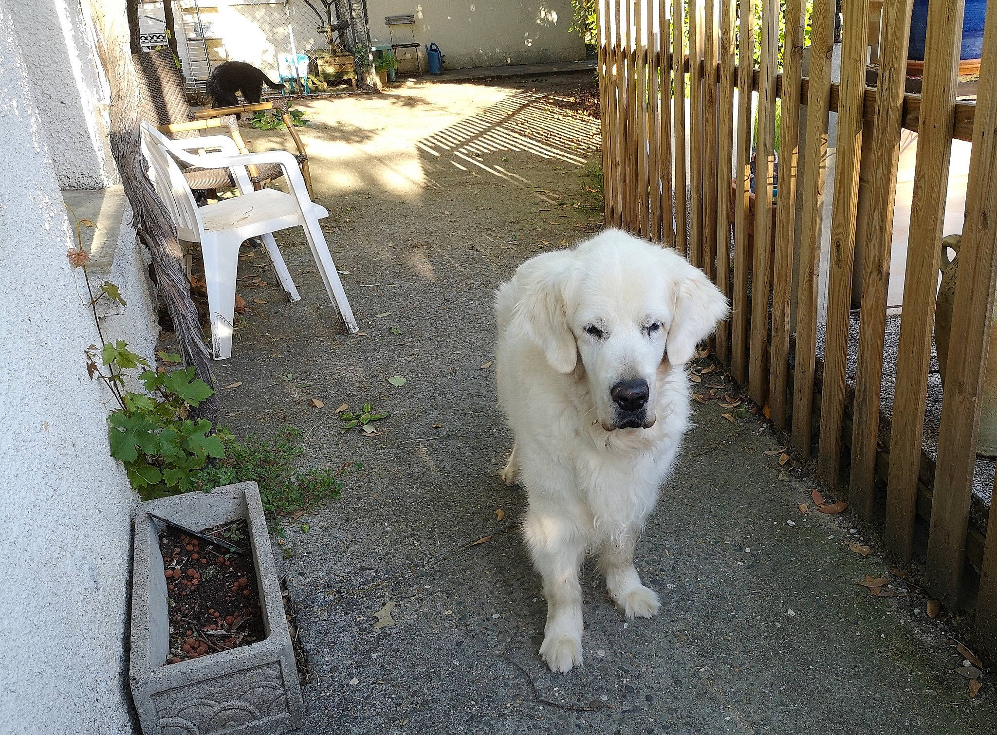 Belly dance a rejoint le concours — aidez-le/la à gagner de superbes lots ! akbash_dog, canidae, carnivore, dog, dog_breed, great_pyrenees, kuvasz, livestock_guardian_dog, mammal, maremma_sheepdog, polish_tatra_sheepdog, pungsan_dog, slovak_cuvac, sporting_group, vertebrate