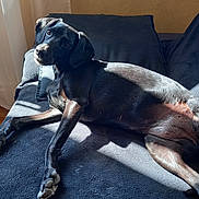 Trufa participe au concours pour gagner de l'argent avec cette photo : animal, black_dog, canine, companion, couch, dog, domestic_animal, friendly, fur, home, indoor, looking, lounge, paw, pet, relaxing, resting, shadow, sunlight, window_light