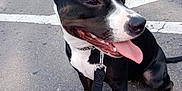 Chanel a rejoint le concours — aidez-le/la à gagner de superbes lots ! animal, asphalt, black_and_white, canine, car, collar, cute, daylight, dog, friendly, happy, leash, outdoor, parking, pet, road, side_view, sitting, tongue_out, vehicle