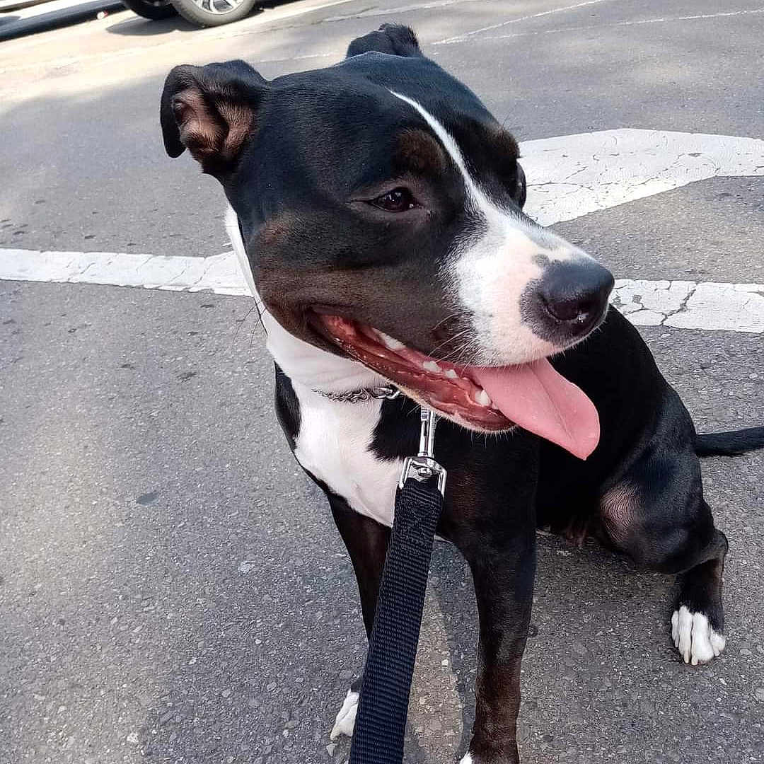 Chanel a rejoint le concours — aidez-le/la à gagner de superbes lots ! animal, asphalt, black_and_white, canine, car, collar, cute, daylight, dog, friendly, happy, leash, outdoor, parking, pet, road, side_view, sitting, tongue_out, vehicle