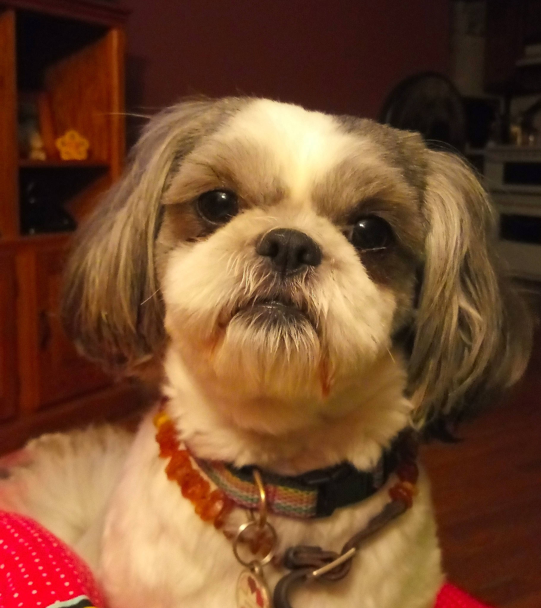 Libby joined the competition — help win amazing prizes! canidae, carnivore, chinese_imperial_dog, companion_dog, dog, dog_breed, dog_collar, eye, lhasa_apso, lowchen, maltepoo, mammal, pekapoo, puppy, rare_breed_dog, shih_tzu, snout, sporting_group, toy_dog, vertebrate