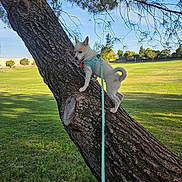 Kion joined the competition — help win amazing prizes! adventure, animal, blue_sky, climbing, dog, field, grass, harness, leash, nature, outdoor, park, playful, portrait, small_dog, standing, sunlight, tree, tree_trunk, vertical_photo