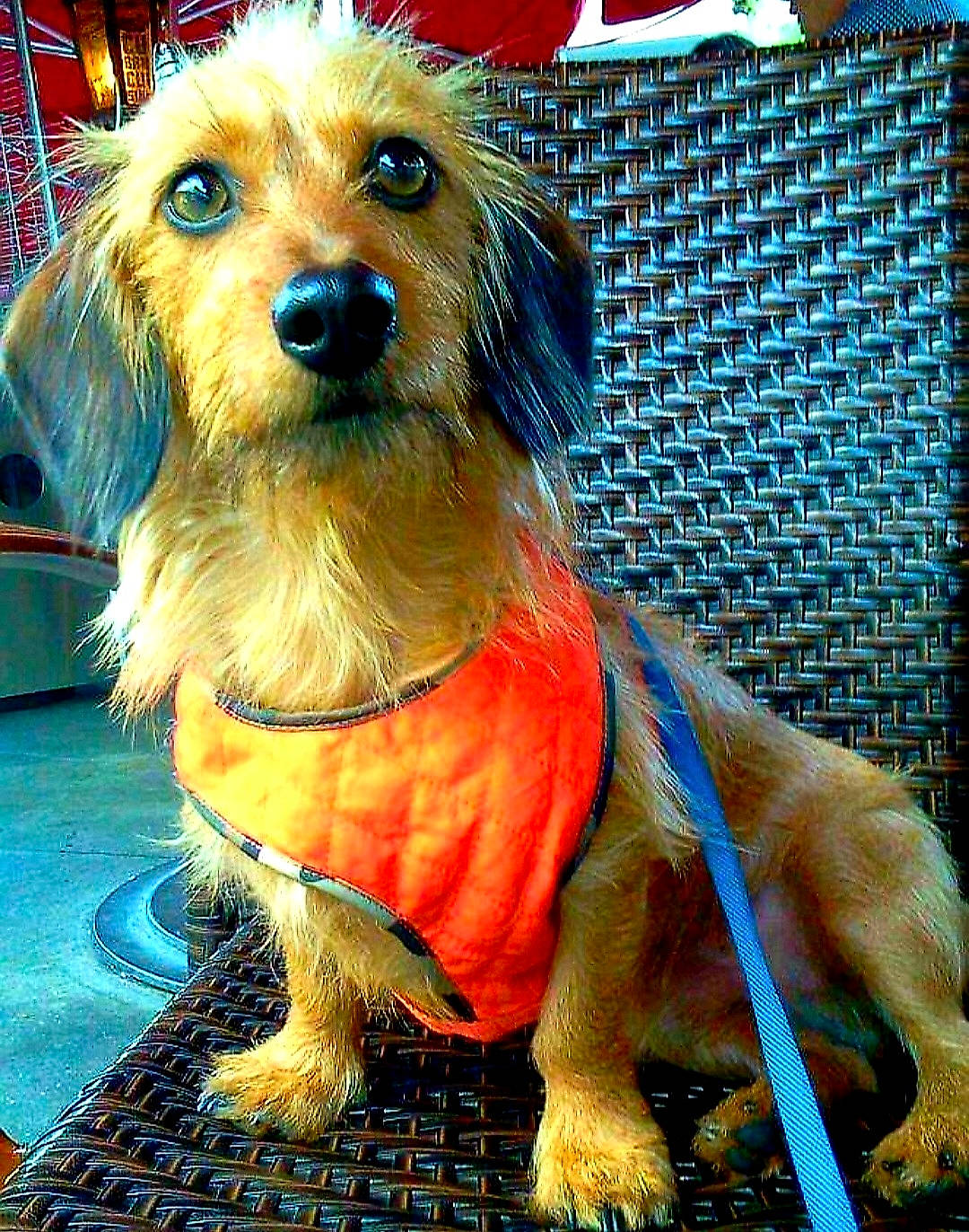 Lazer joined the competition — help win amazing prizes! blue, canidae, carnivore, collar, companion_dog, dog, dog_breed, dog_clothes, dog_collar, dog_supply, event, fawn, fur, leash, pet_supply, snout, sporting_group, terrier, toy_dog, working_animal