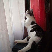 Sassy is registered to the contest to win money with this photo: cat, window, curtains, white, red, pet, animal, indoor, feline, resting, looking, light, shadow, black_surface, domestic, curious, side_view, soft_light, relaxed, home