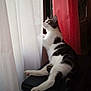 cat, window, curtains, white, red, pet, animal, indoor, feline, resting, looking, light, shadow, black_surface, domestic, curious, side_view, soft_light, relaxed, home